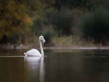 View of a pink flamingo in a lake