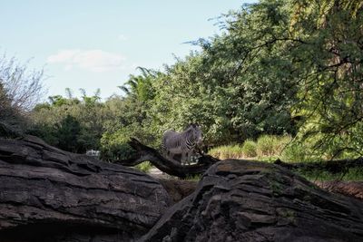 View of an animal sitting on tree trunk