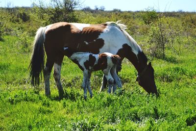 Horse grazing on field