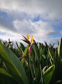 Close-up of flowering plant against sky