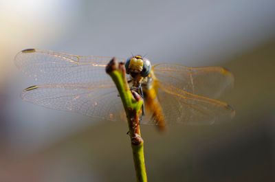 Close-up of damselfly on leaf