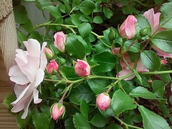 Close-up of pink flowers