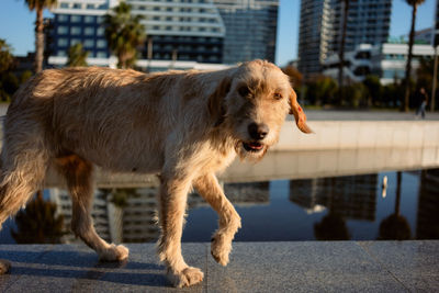 pet