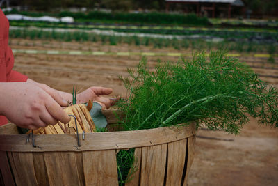 Midsection of person holding plant on field