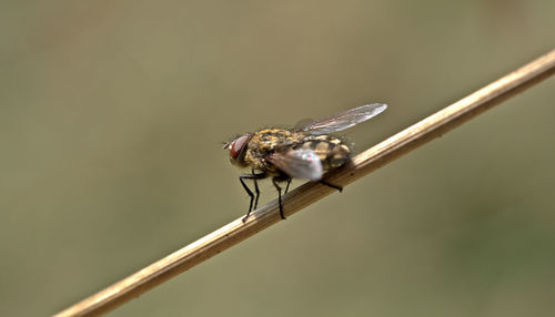 Close-up of insect on twig
