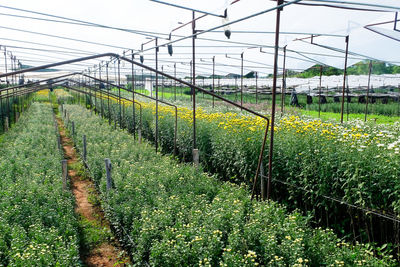 Crops growing in field