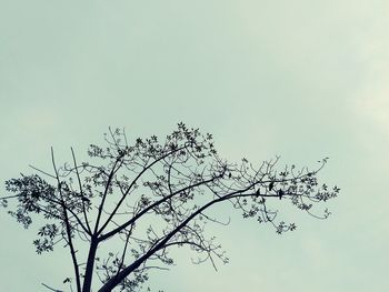 Low angle view of birds on branch against sky