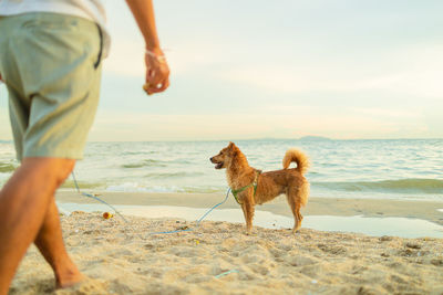 Dog on beach