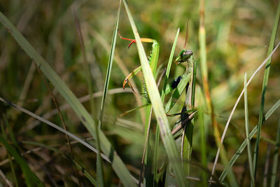 Close-up of snake on grass in field