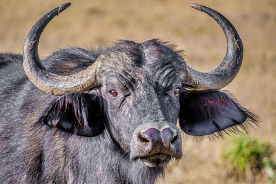 Portrait of a buffalo on field