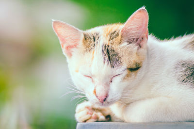 Close-up of cat sleeping while sitting outdoors