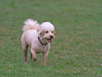 Dog running on field