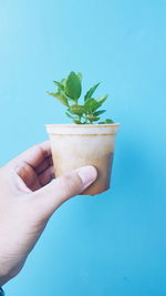 Close-up of potted plant