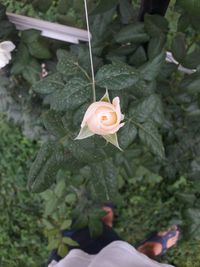 High angle view of person on flowering plant