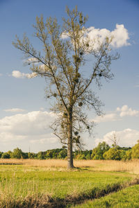 Tree on field against sky