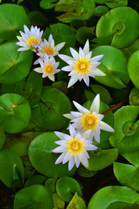 High angle view of purple flowering plants