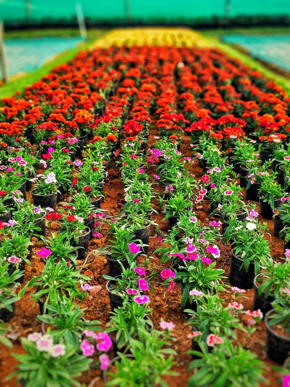 CLOSE-UP OF MULTI COLORED FLOWER POT