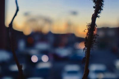 Close-up of silhouette plant against sky during sunset