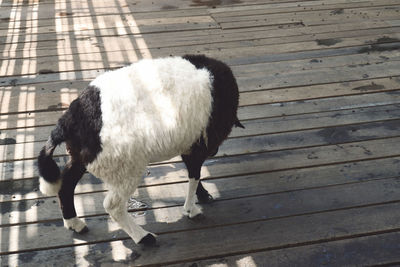 High angle view of dog standing on wood