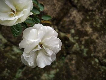 Close-up of white rose