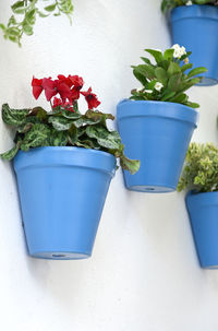 Close-up of potted plant against blue wall