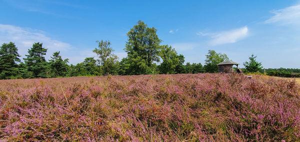 Scenic view of pink flowering plants on field against sky