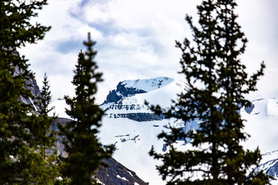 Low angle view of trees and snowcapped mountain against sky
