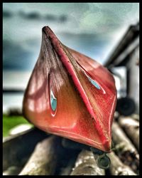 Close-up of red crab hanging on metal