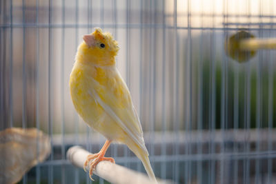 Close-up of parrot perching in cage