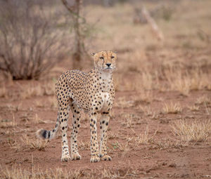 Cheetah standing on field in forest