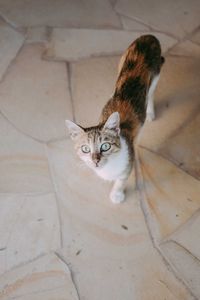 High angle portrait of cat on floor