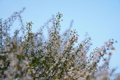 Close-up of cherry blossom against clear sky