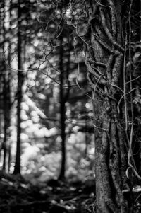 Close-up of tree trunk in forest