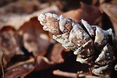 Pine cone in the sunlight