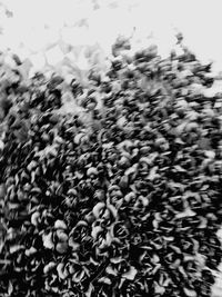 Close-up of plants against sky