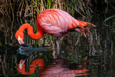 Flamingo drinking water