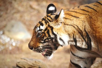 Bengal tiger at ranthambore tiger reserve