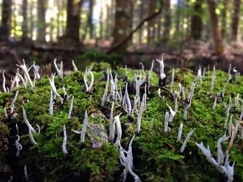 Fungus growing on moss covered rock in forest