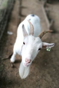 Portrait of white goat in shed