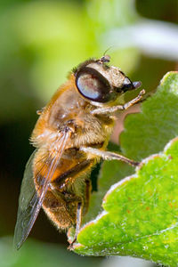 Close-up of bee on plant