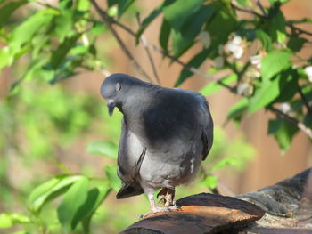 Close-up of bird perching on plant