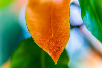 Colorful leaves of a pear tree