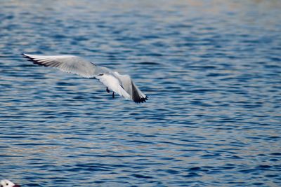 Seagull flying over sea