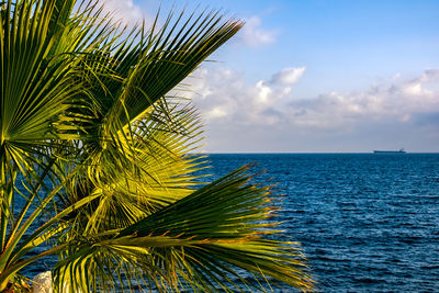 Close-up of palm tree by sea against sky