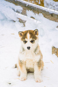 Portrait of a dog puppy on snow