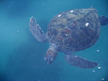 Jellyfish swimming in sea