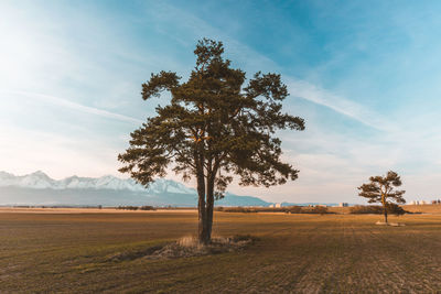 Tree on field against sky