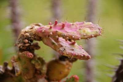 Close-up of pink flower