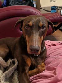 Close-up portrait of dog relaxing on bed at home