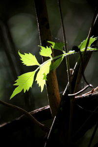 Close-up of leaves